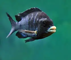 Placidochromis phenochilus "Mdoka" au zoo de Cologne.