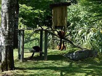 Le groupe de vari roux du zoo.