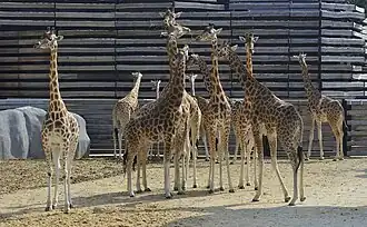 Troupeau de girafes.