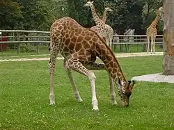 Au Parc Zoologique de Paris.