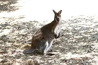 Wallaby à cou rouge