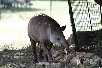 Tapir du Brésil
