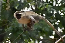 Vervet (Chlorocebus pygerythrus)