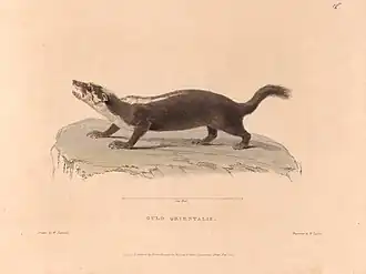Description de l'image Zoological_researches_in_Java%2C_and_the_neighbouring_islands_BHL47293022.jpg.
