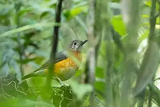 Description de l'image Zoothera everetti.jpg.