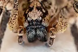 macro photographie d'une zoropsis spinimana femelle