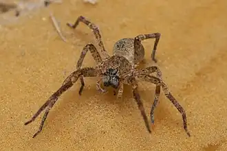 Description de l'image Zoropsis lutea 114656966.jpg.