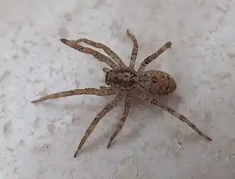 Description de l'image Zoropsis media 29948234.jpg.