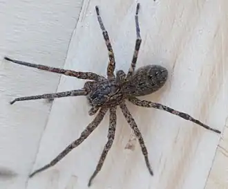 Description de l'image Zoropsis rufipes 186777032.jpg.