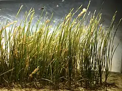 Zostera marina (Zosteraceae)