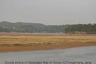 Sacheon