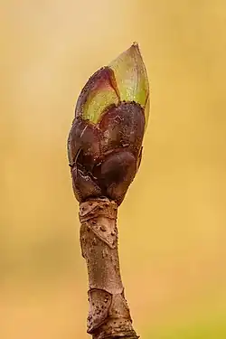 Un bourgeon de Castanea sativa.