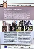 Zwergohreule ein Höhlenbrüter