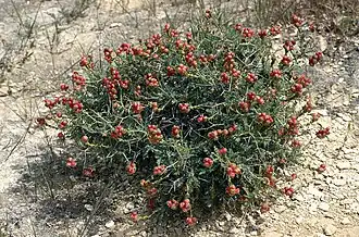Fruits matures rouges.