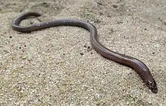 Description de l'image Zygaspis vandami arenicola 94977744.jpg.