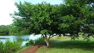 Description de l'image Zygia latifolia.JPG.