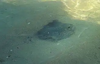 Description de l'image Zzmalerochen.jpg.