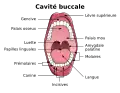 La cavité buccale