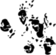 signature de F. D. C. Willard