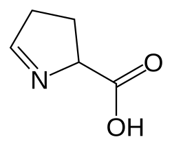 Image illustrative de l’article Acide 1-pyrroline-5-carboxylique