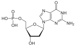 Image illustrative de l’article Désoxyguanosine monophosphate