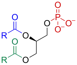 Image illustrative de l’article Acide phosphatidique