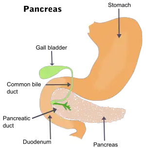 Description de l'image Illu pancrease.svg.