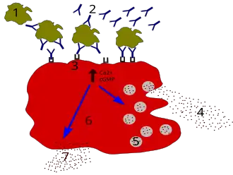 Description de cette image, également commentée ci-après
