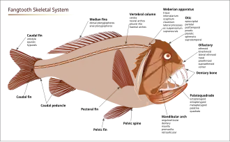 Description de l'image Anoplogaster cornuta skeletal system-en.svg.