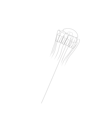 Description de l'image Atolla vanhoeffeni.svg.