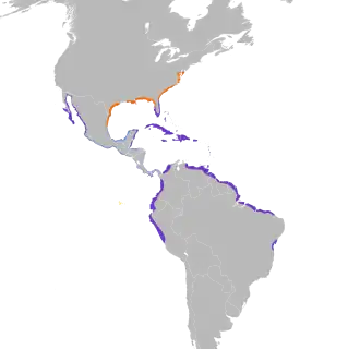 Description de l'image Charadrius wilsonia map.svg.