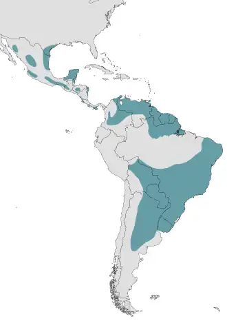 Description de l'image Geranoaetus_albicaudatus.svg.