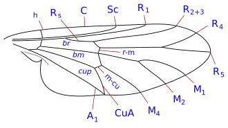 Description de l'image Hilarimorpha wing veins.svg.
