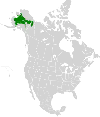 Description de l'image Interior Alaska-Yukon lowland taiga map.svg.