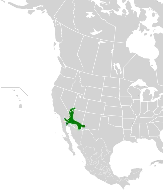 Description de l'image Melozone aberti map.svg.