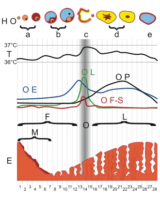 Description de l'image MenstrualCycle gen.svg.