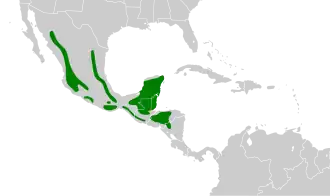 Description de l'image Pachyramphus major map.svg.