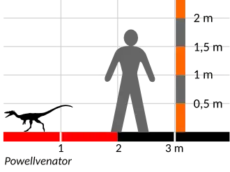 Description de l'image Powellvenator size comparison diagram.svg.