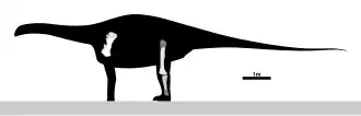 Description de l'image Rayososaurus Skeletal.svg.