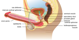 Description de l'image Retrograde ejaculation en.svg.