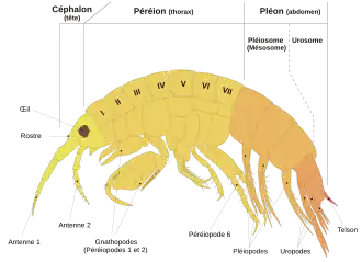 Description de l'image Scheme amphipod anatomy-fr.svg.