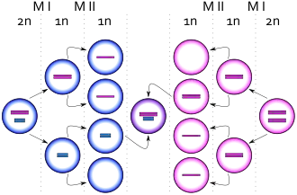 Description de l'image XXYY syndrome.svg.