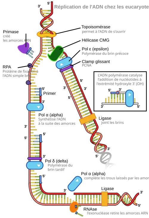 schéma de la fourche de réplication montrant que les deux brins d'ADN sont séparés pour permettre la synthèse de 2 nouveaux brins.