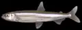 Hypomesus nipponensis (Osmeridae)