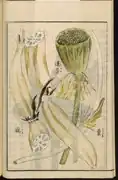 Rhizomes et racines.