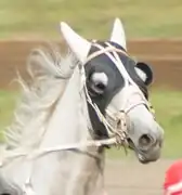Photographie de la tête d'un cheval gris-blanc en course de trot
