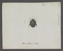 Apteropeda globosa.