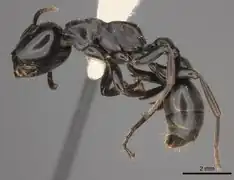 Tetraponera aethiops.