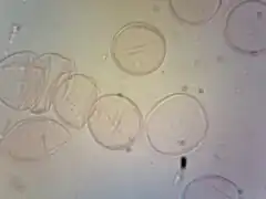 Pollen.