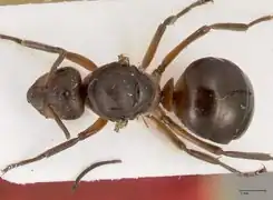 Vue dorsale d'une femelle devenue reine, noter les moignons d'ailes découpées